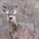 Jc_Wildlife_Photography