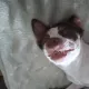 XJake7heDog