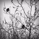 Kreustoriginal