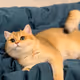 mogubtc