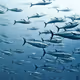 unnamedfish