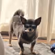 AzureKingdom
