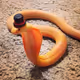 Martian_Snek