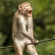 APEKINGDOGTW