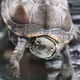PcturtleX