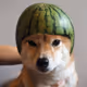TheCryptoShiba