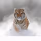 Tigerchen1