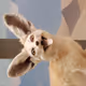 BlueFoxParadigm