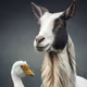 goatishduckos