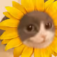 GMOW