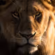 The-Lion-Conqueror