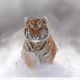 Tigerchen5