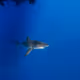 teenage_shark