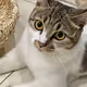 DAILY_PICTURE_OF_MY_CAT