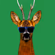 Cool-Deer-Club