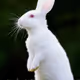 Downtherabbit-hole