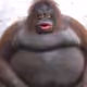 JimmySquell