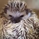 A-Hedgehog