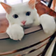 cuteDAIE