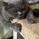 so_sad_cat