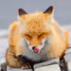 kethsune