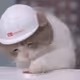catinhat