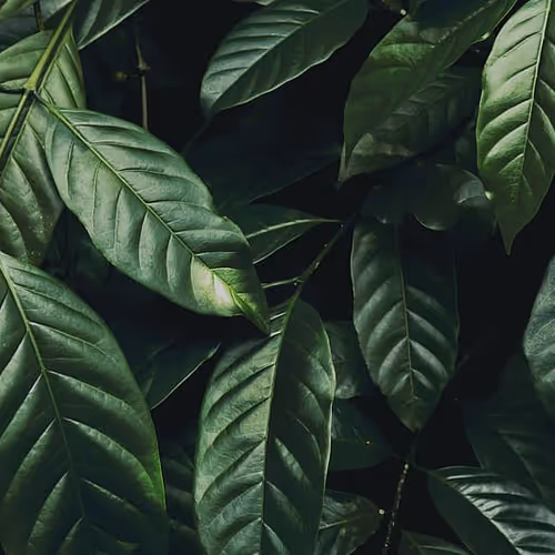 OpenSea banner for @Sharing