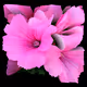 2kcryptoflowerclubcom