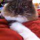 Samsie