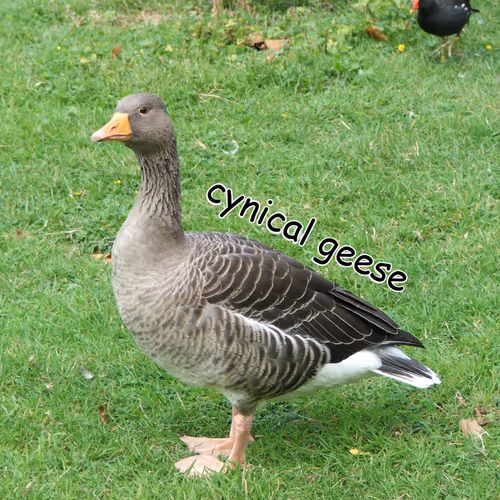 OpenSea profile picture for @geese