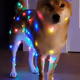 ProbablyNotAShibaInu