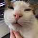 OnlyMeow