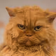 SethGreen