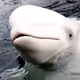 The-Big-Whale