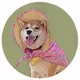 dogceo