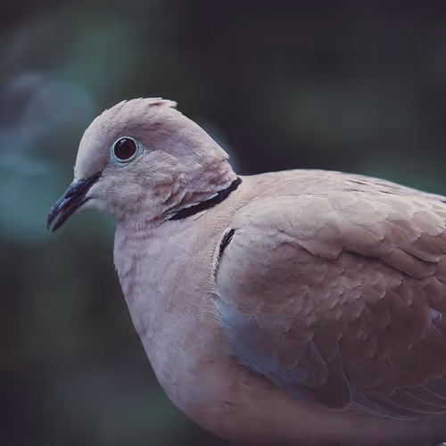 OpenSea profile picture for @Scoff