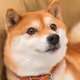 JadedNinja