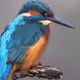 Denis_095