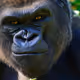Silverback95