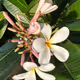alohayumiko