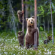 Bear-kuma