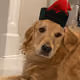 DogMiner13