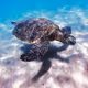 Cheloniidae