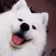 KristsarphatW
