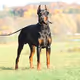 doberman14453