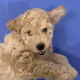 Dogsley