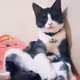 LEON8CAT
