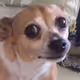 shackaBOOEY