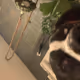 kOreol