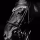 Akhal_Teke
